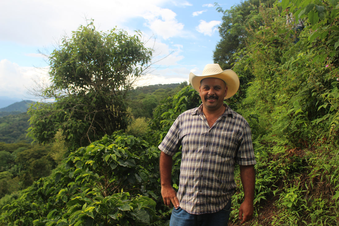 La Fuente from Esdras Guevara - Fully Organic Washed Process