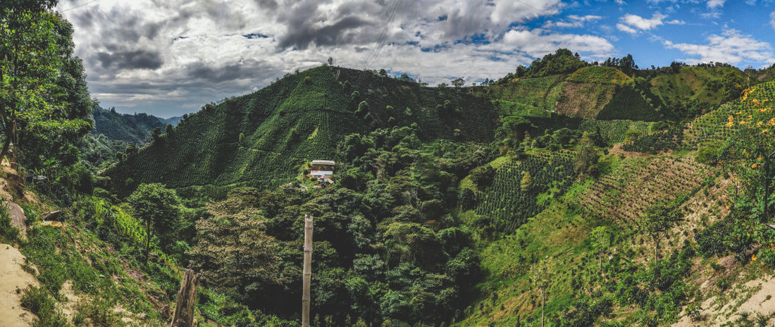 Sarmiento Yeast Ferment : A Yeast Inoculated Gem
