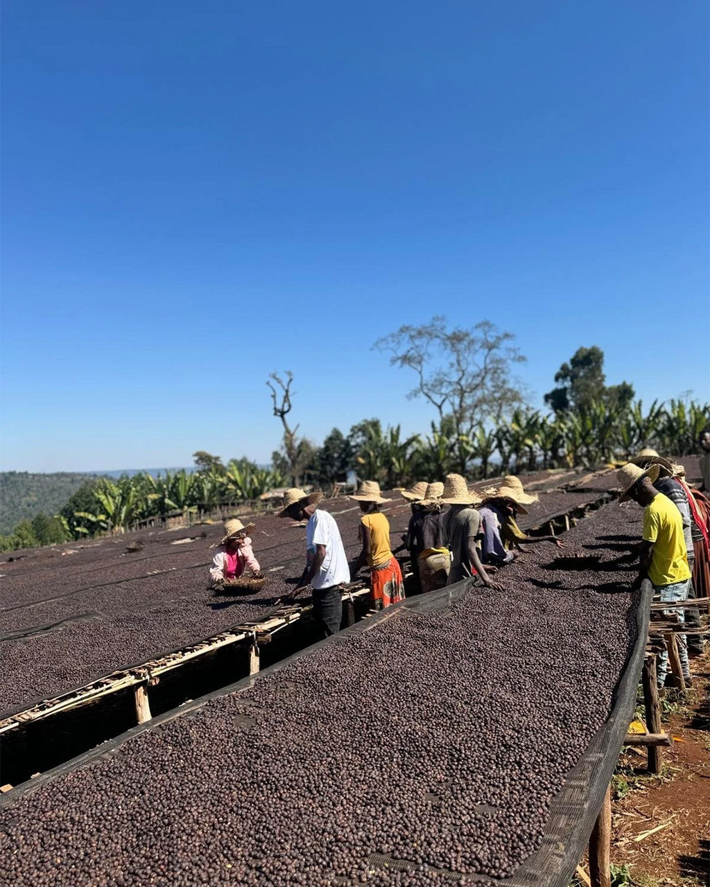 Deri Kidame - Ethiopia