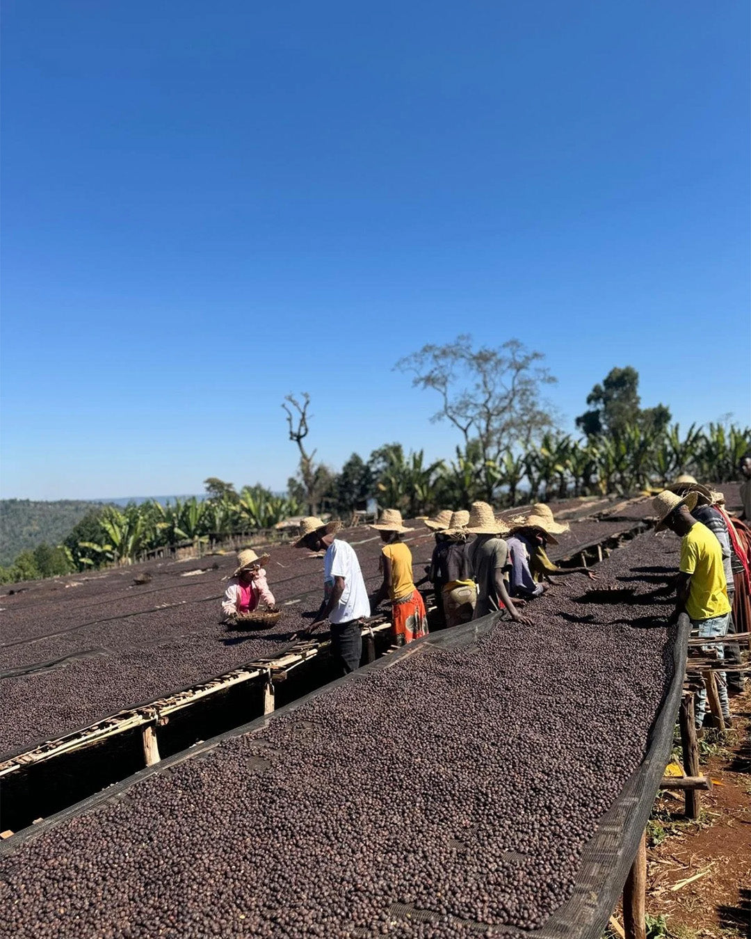 Deri Kidame - Ethiopia