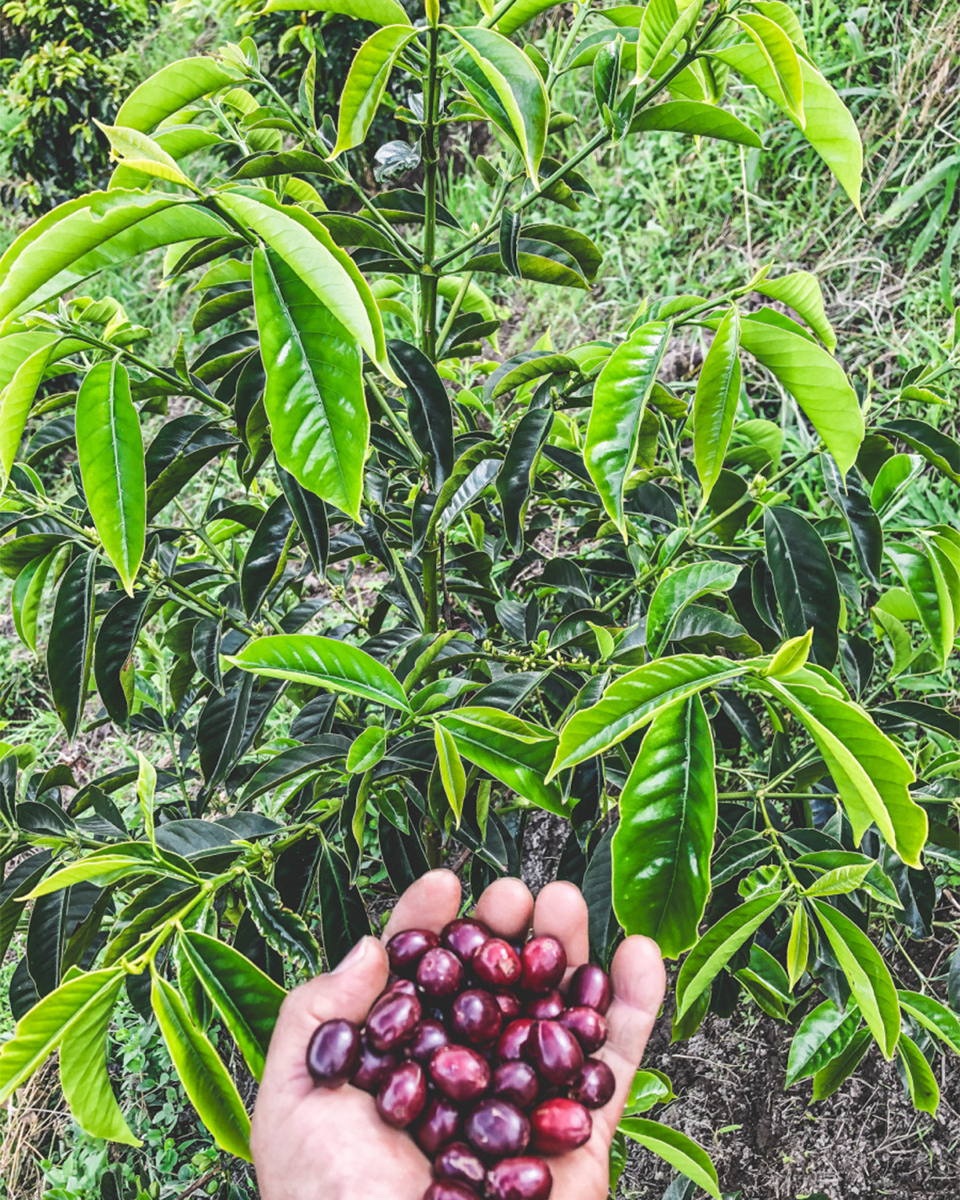 Finca La Pradera - Colombia
