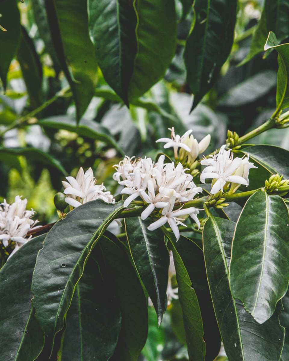 Finca Lote 3 - Colombia