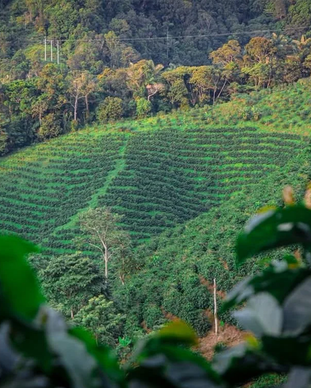 Peñas Blancas - Colombia