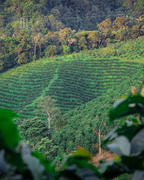 Peñas Blancas - Colombia