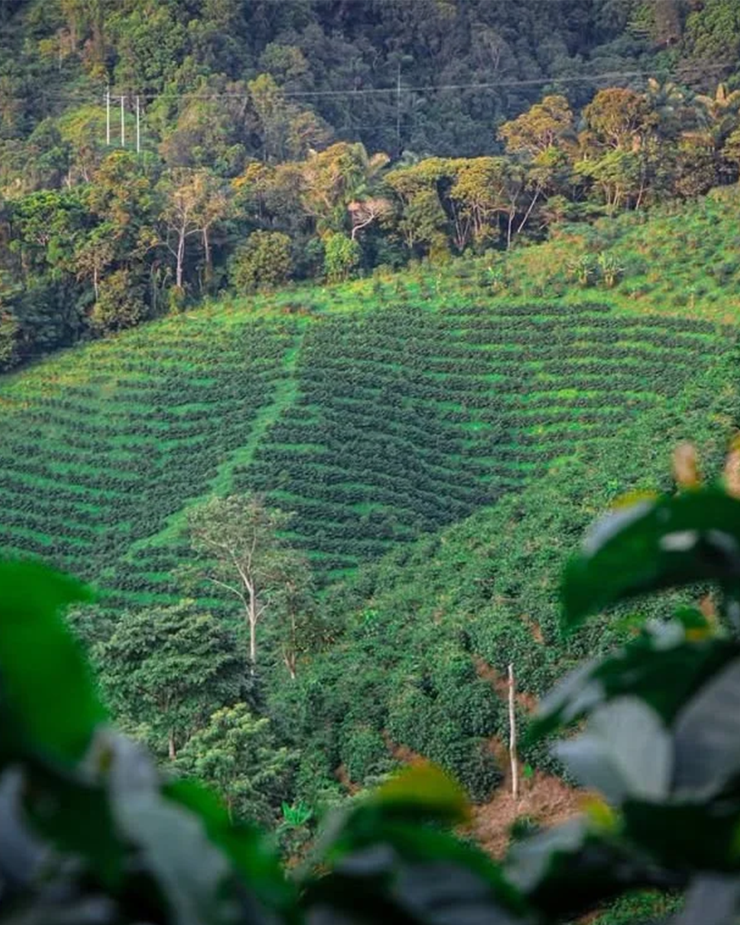 Peñas Blancas - Colombia