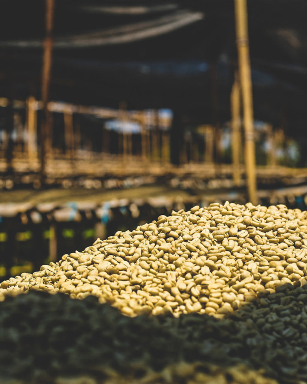 Bombe Abore - Ethiopia