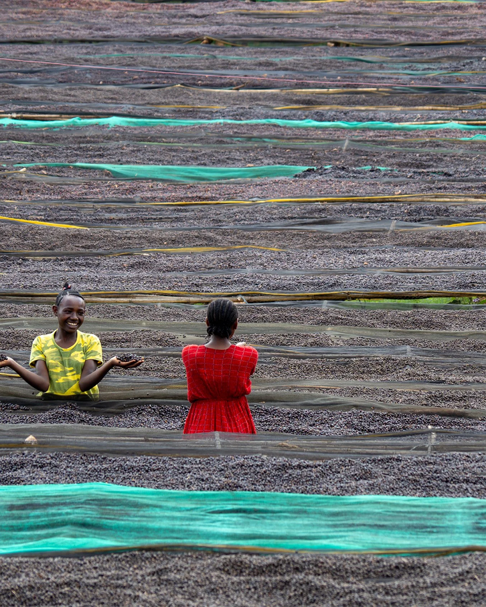 Harsu Wekilo - Ethiopia