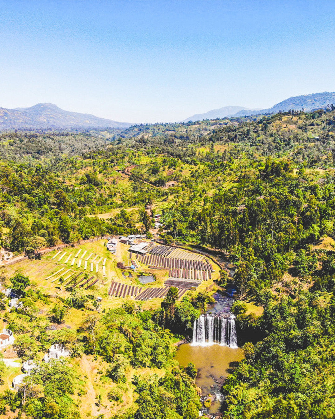 Bombe Abore - Ethiopia