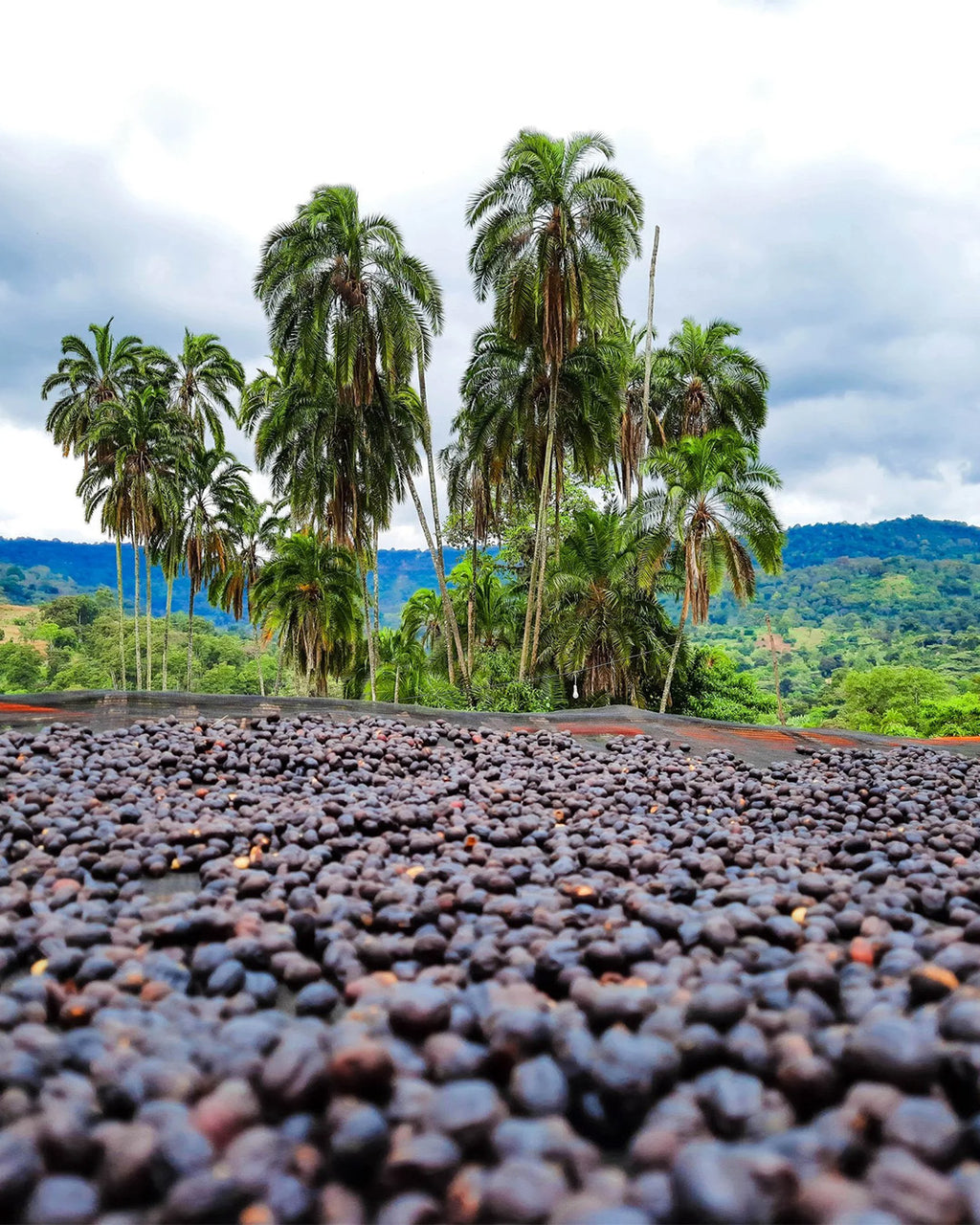 Deri Kidame - Ethiopia