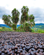 Deri Kidame - Ethiopia