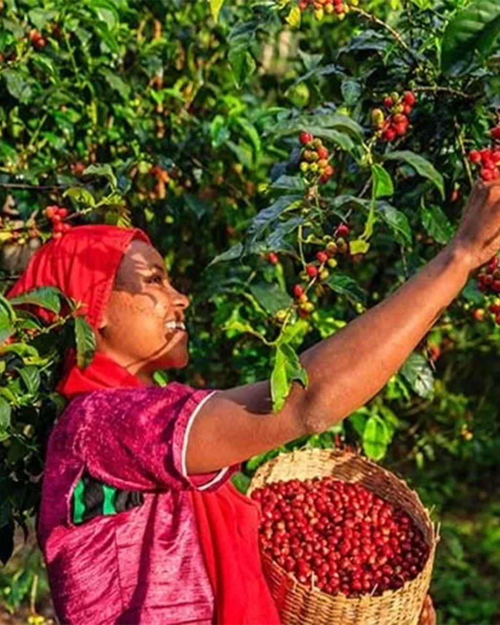 Asprotimana Cooperative Decaf - Colombia