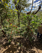 La Toronja - Ecuador