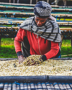 Bochesa Natural - Ethiopia