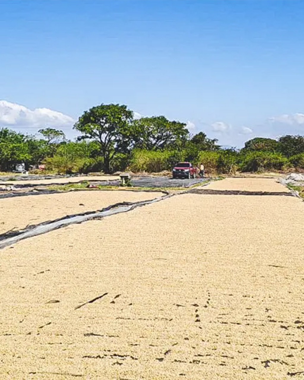 Finca El Jardin - Honduras