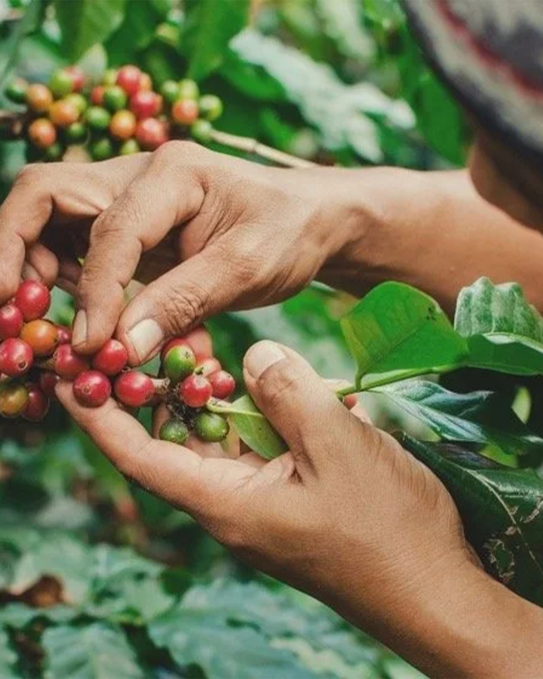 Asprotimana Cooperative Decaf - Colombia