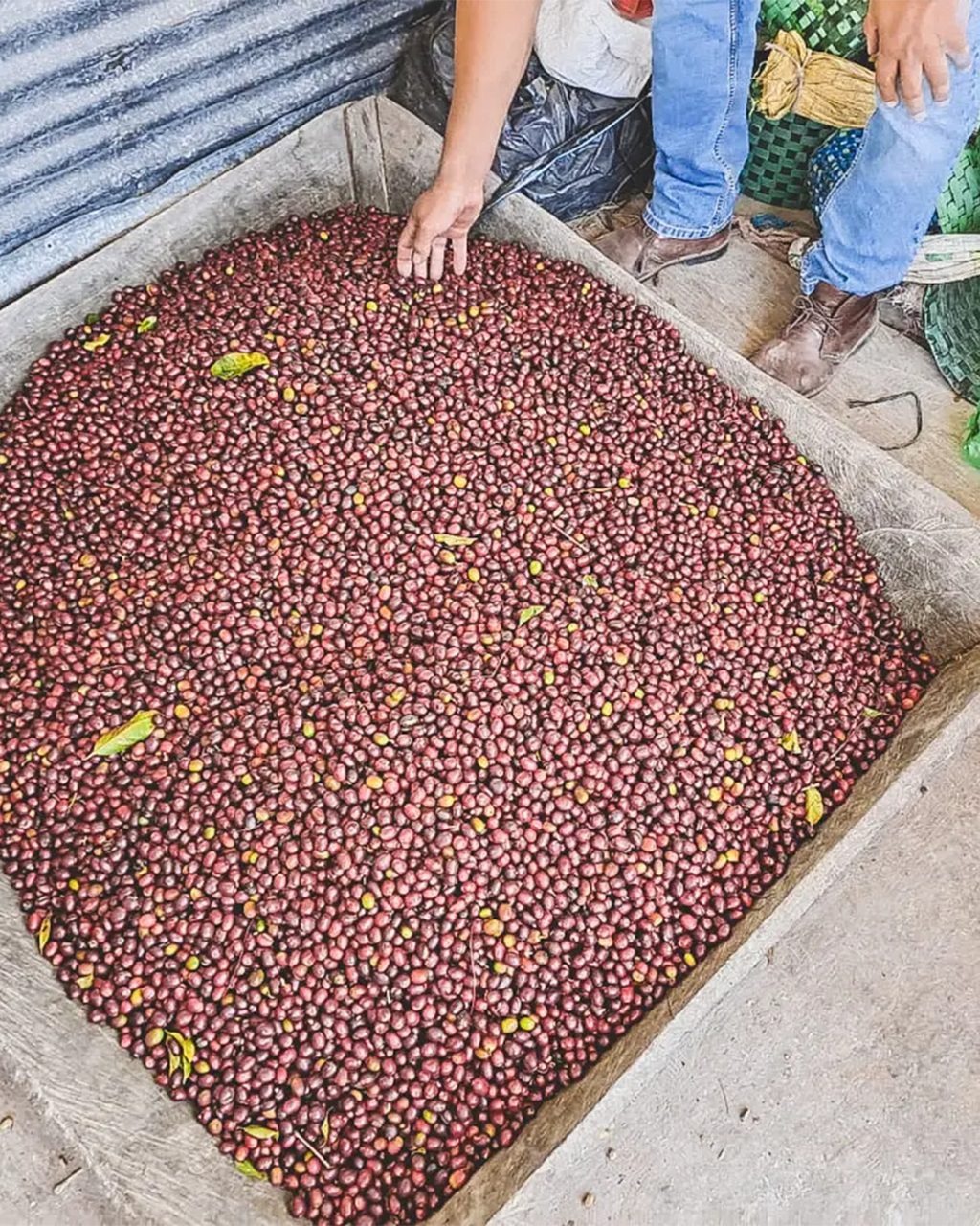 Finca El Jardin - Honduras