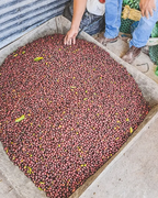 Finca El Jardin - Honduras