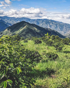 North Star Holiday Coffee